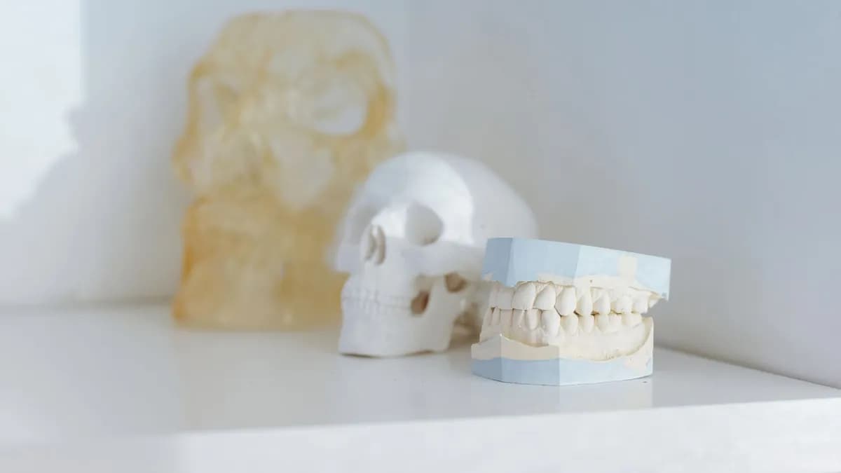 Querschnittsmodell eines mit dem Kieferknochen verwachsenden Implantats